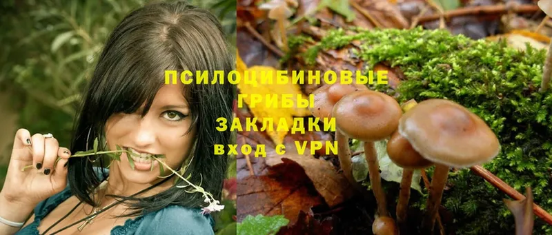 где можно купить   Куровское  Галлюциногенные грибы Psilocybine cubensis 